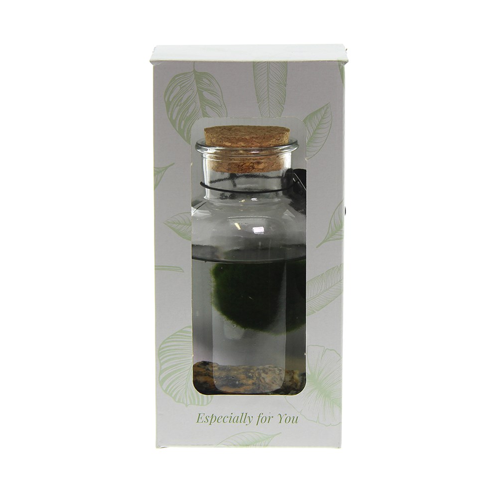 Marimo moss balls - bottle medium in giftbox